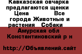 Кавказская овчарка -предлагаются щенки › Цена ­ 20 000 - Все города Животные и растения » Собаки   . Амурская обл.,Константиновский р-н